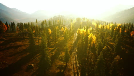 aerial view of railroad tracks through a golden forest