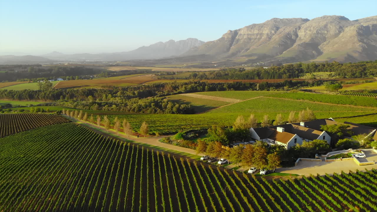 Scenic Vineyard Landscape with Mountains