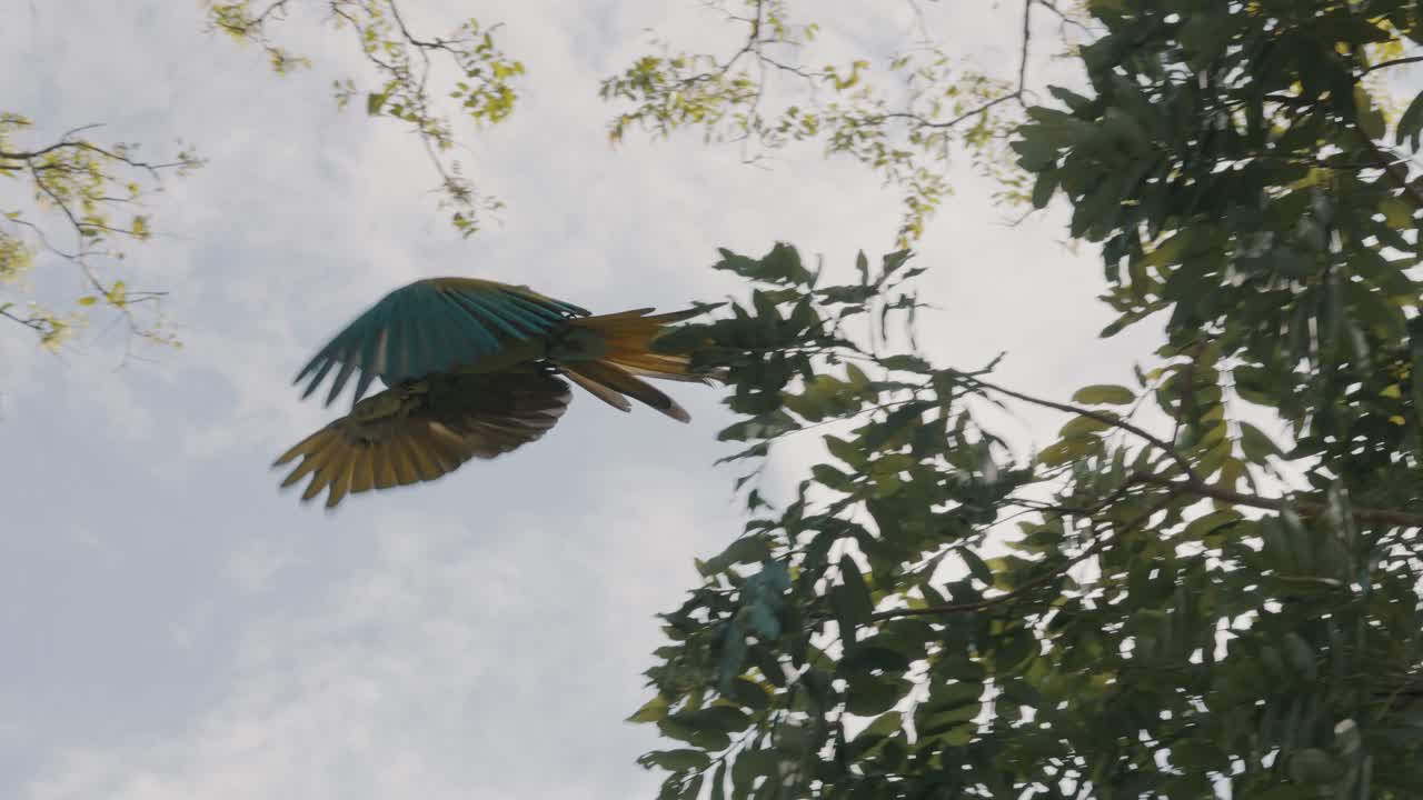 guacamayo verde vuela lejos de la rama del árbol