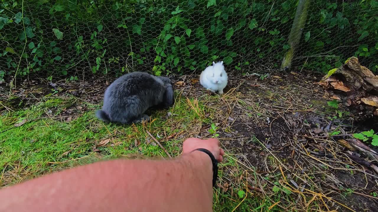 Two rabbits, one gray and one white, in a grassy outdoor enclosure near a wire fence. A person's arm reaches toward them, suggesting interaction in a peaceful, natural setting. try to feed them.