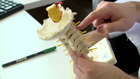 doctor explaining the human spine