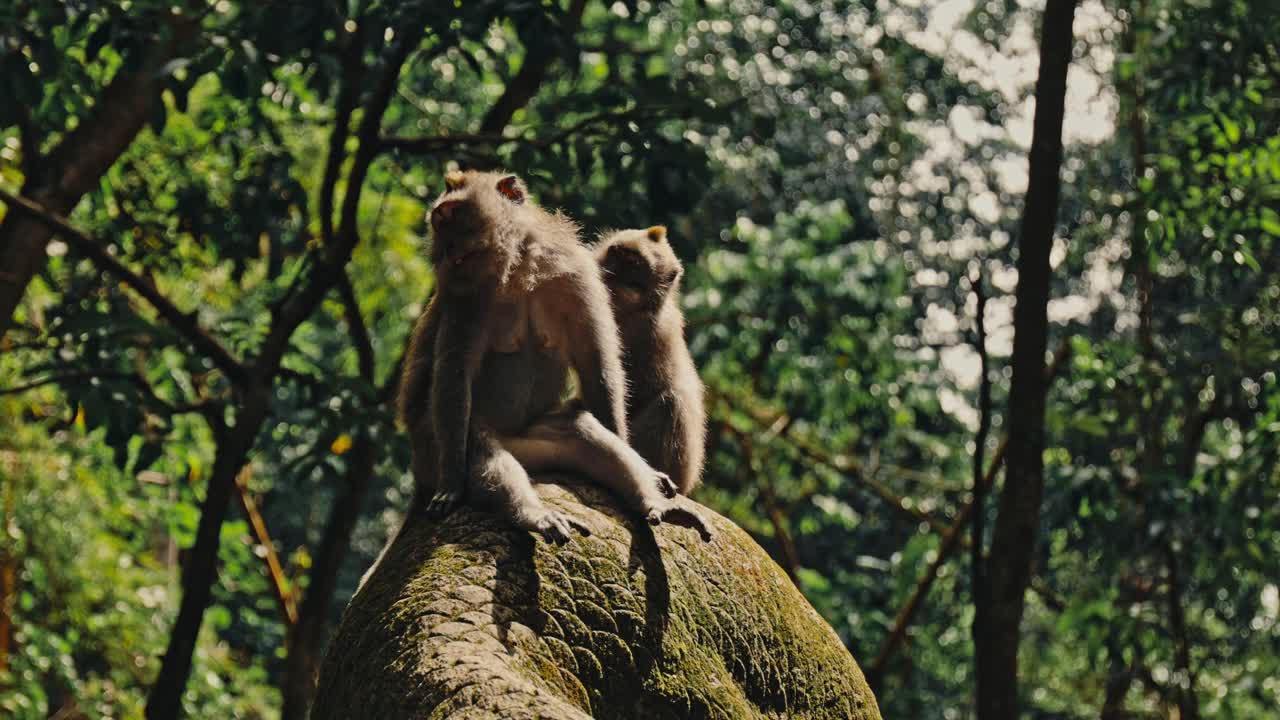 primer plano de un mono en una roca en el bosque de bali, indonesia en cámara lenta