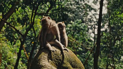 Close-up-of-monkey-on-rock-in-the-forest-of-Bali,-Indonesia-in-slow-motion