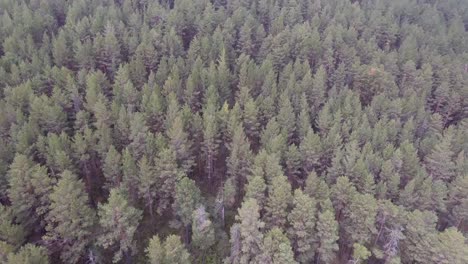 aerial drone shot over mongolian forest