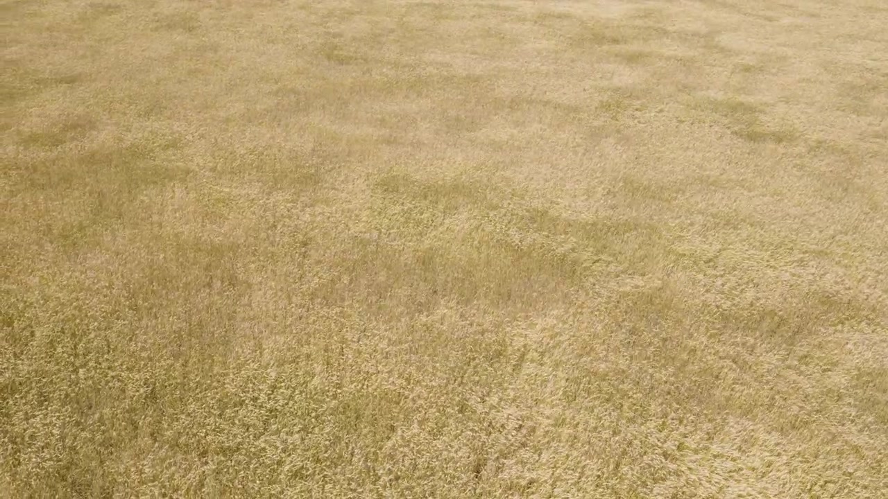 4K drone shot of a field of tall wheat blowing in the wind of the spring and almost summer breeze farm.