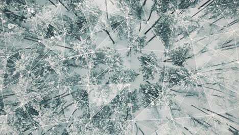 snowy forest aerial view with polygon overlay