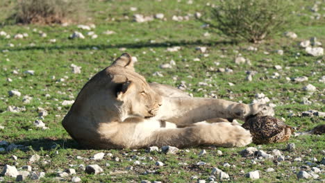 Wild-African-Lioness-Resting-On-Grass---Close-Up