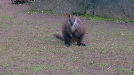 オーストラリアの草を食べている絶滅危惧種のワラビー。幅