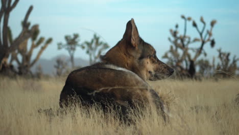 Coyote-Con-Vistas-A-Las-Montañas-Dentro-Del-Bosque-Nacional-Joshua-Tree,-Parque-Nacional-De-La-Reserva-Mojave-California,-Estados-Unidos