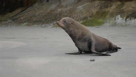seal on a sandy beach near rocks