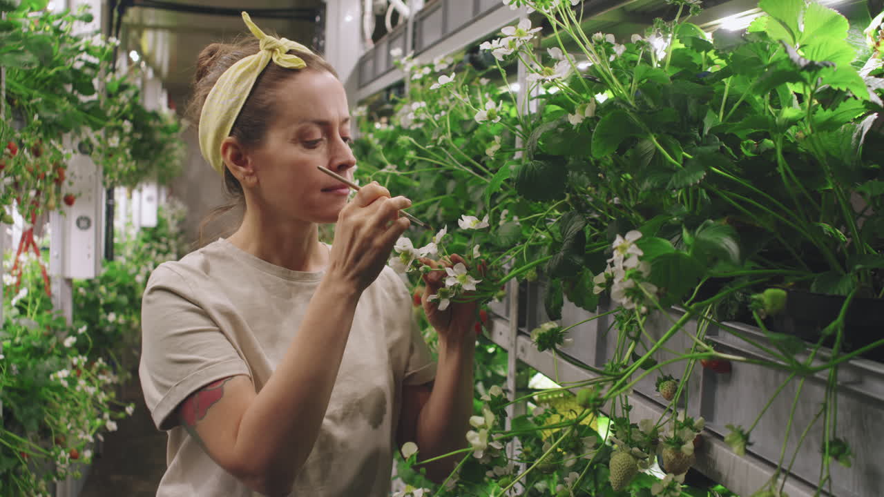 Woman tending to strawberries in vertical farm