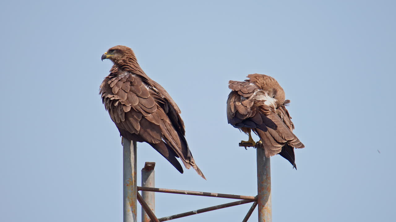 pair of Wild black kite birds sitting on high perch demonstrating natural resting behavior outdoors