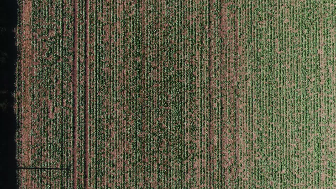 vista de arriba hacia abajo del dron del campo de los agricultores que muestra el patrón de línea recta de los cultivos