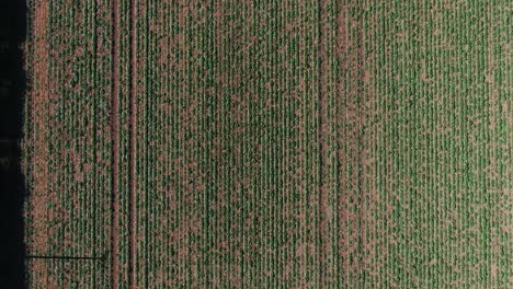 top down drone view of farmers field showing straight line pattern from crops