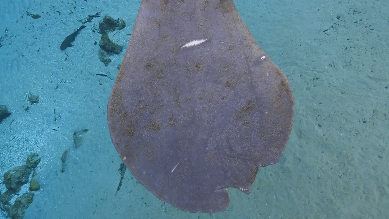 Overhead view of a manatee tail gliding slowly across the sandy bottom of a clear Florida spring