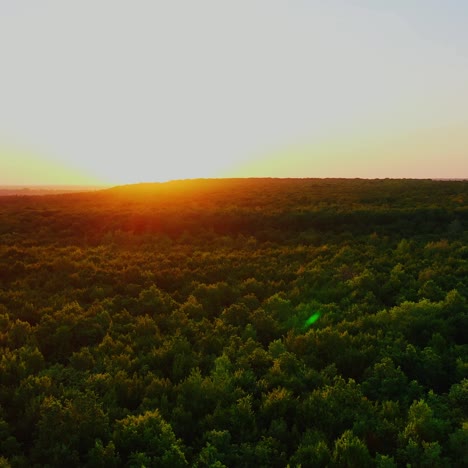 green forest at sunset. flying over the trees in summer wood in the evening. beautiful landscape against orange setting sun. aerial view. motion camera forward.