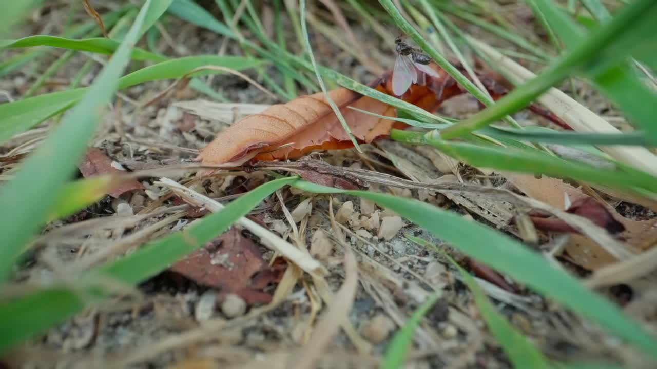 Macro view of ants weaving through pine needles, forest insect activity in slow motion
