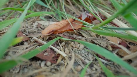 macro view of ants weaving through pine needles, forest insect activity in slow motion