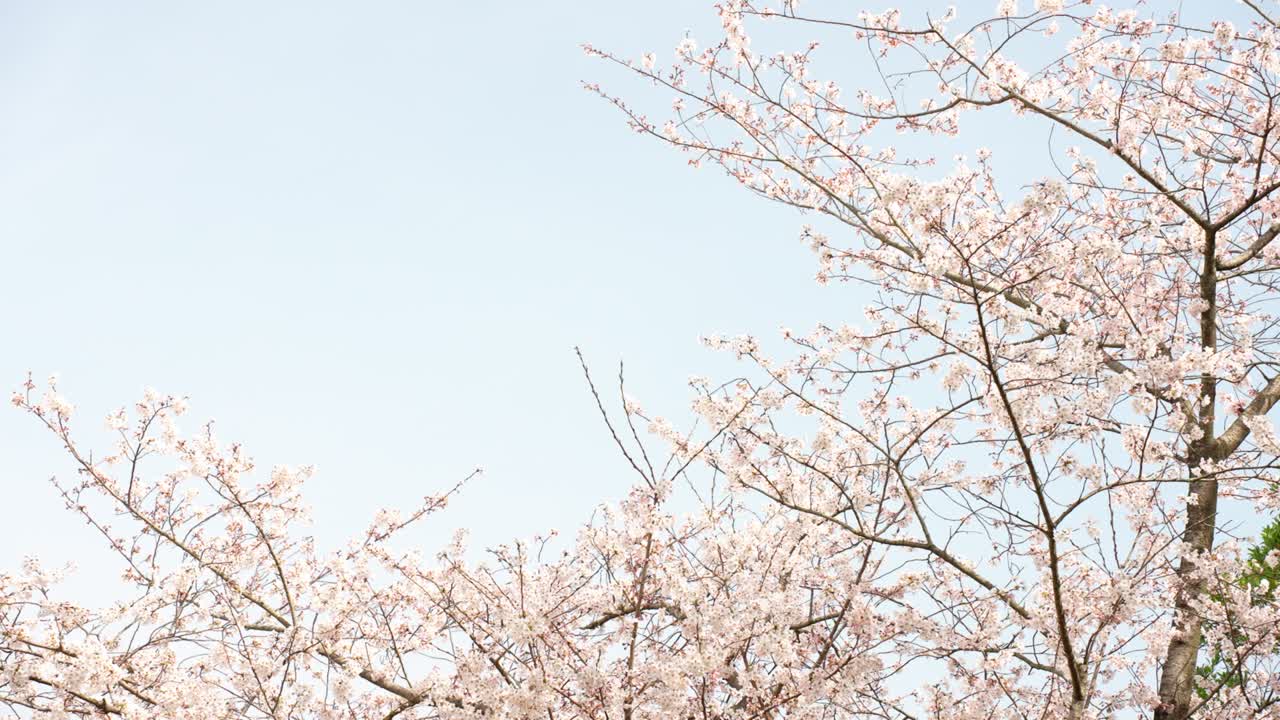 春のソメイ・ヨシノ 桜がいています