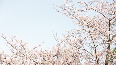 la primavera somei yoshino cerezas en pleno florecimiento