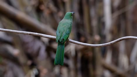 el abejaruco de barba azul se encuentra en la península de malaya, incluida tailandia, en claros de bosques particulares