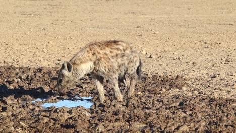 Sarnosa-Hiena-Manchada-Orina-En-Su-Agua-Potable-En-El-Kalahari