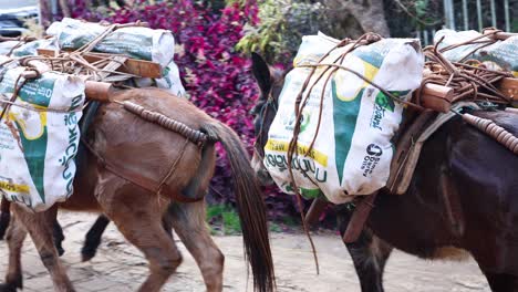 horse loaded with bags walking down a path