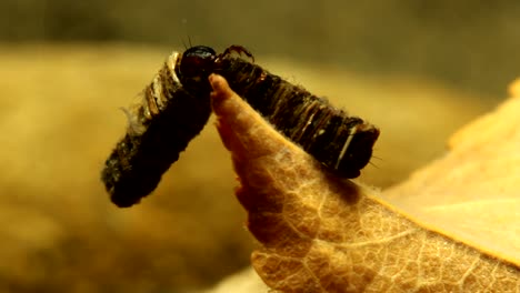 Two Caddisfly larvae in a territorial dispute, close-up view, and one exits its case to fend off the attacker