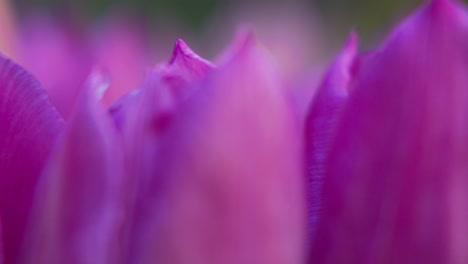 Macro-shot-of-pink-tulip-petals-in-a-flower-bouquet,-roll-focus