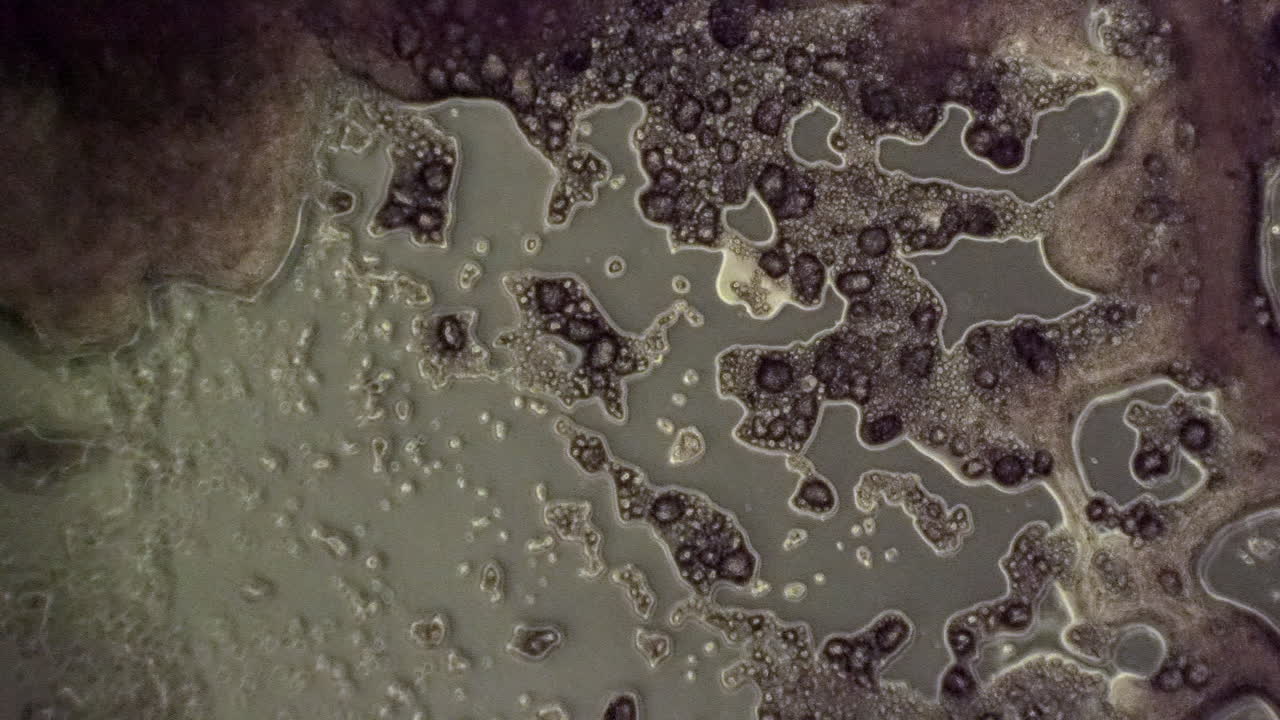 vista microscópica de physarum polycephalum en contraste de fase