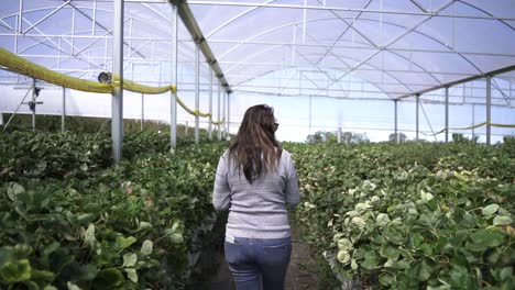 granja de frutas en un invernadero con una mujer caminando dentro