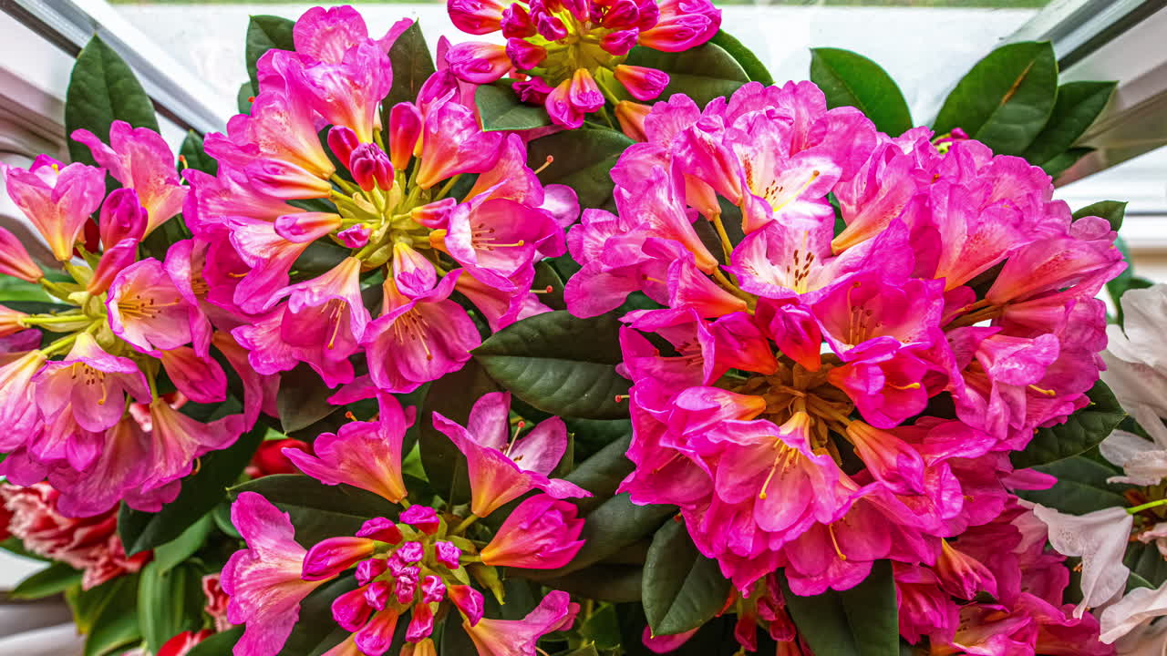 A vibrant cluster of pink rhododendron flowers gradually opens its petals over one week in a stunning indoor time-lapse