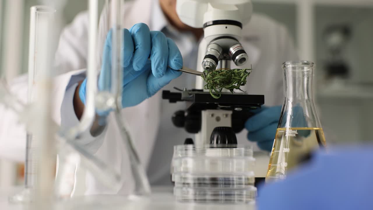 Scientist examining cannabis under a microscope in a lab