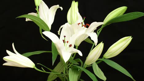 4k time lapse shot of white lily flower blooming