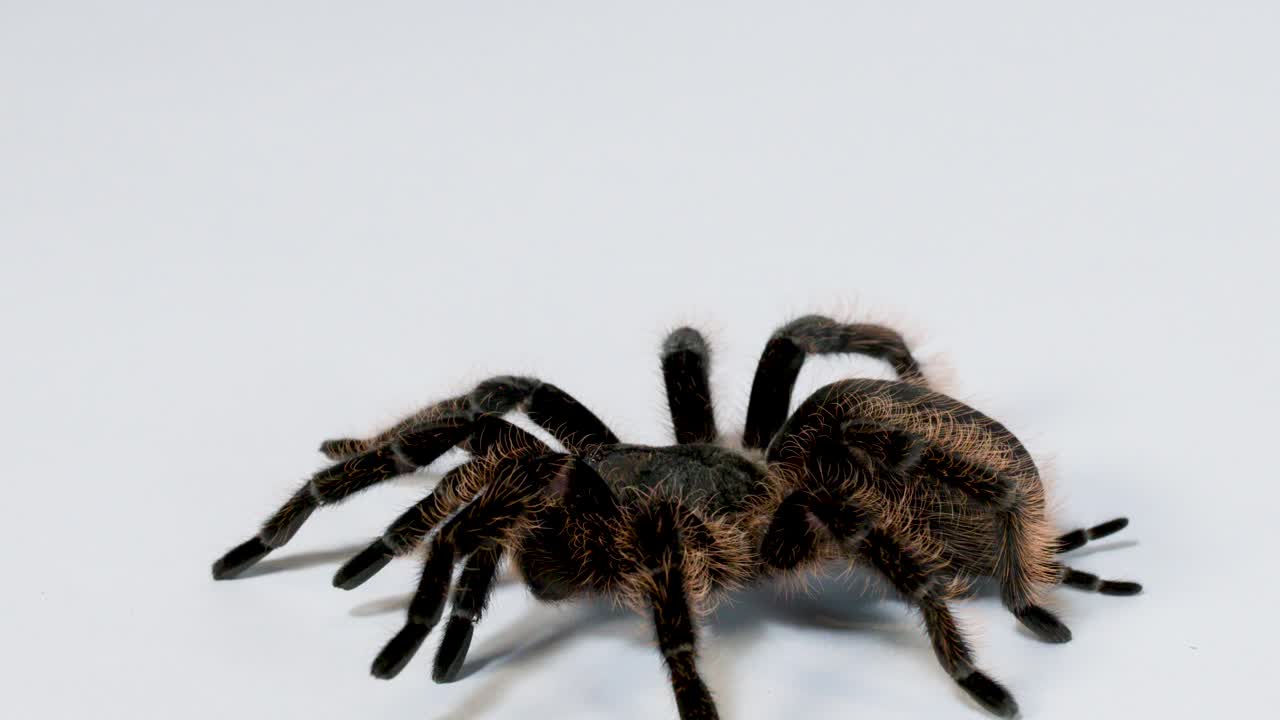 Nhện Tarantula lông lá cận cảnh đang chậm rãi bò trên bề mặt studio trắng sạch dưới ánh sáng đều