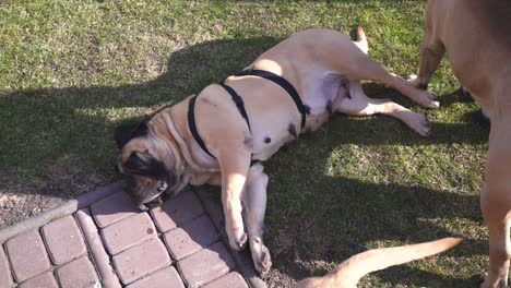 erwachsene weibliche reinrassige bulldogge, die in einem garten ruht