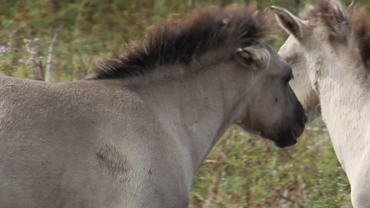 Wild Horses on a Grey and Windy Day