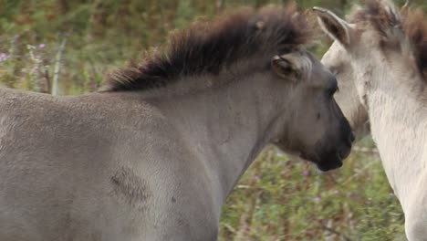 wild horses on a grey and windy day