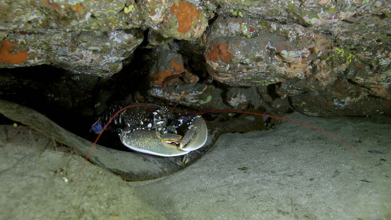 cangrejo marino sentado en piedras en agua de mar oscura