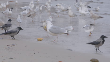 bandada de gaviotas argénteas europeas en la costa polaca de la playa redlowo