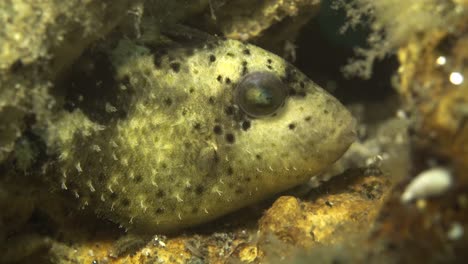 tiny triggerfish hiding in soft corals