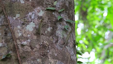 Das-Individuum-Auf-Der-Rechten-Seite-Streckt-Seine-Wamme-Als-Teil-Seiner-Balz-Während-Der-Paarungszeit-Aus,-Blanfords-Fliegender-Drache-Draco-Blanfordii,-Thailand