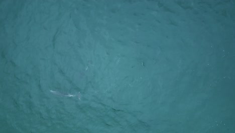 a stunning drone shot of dolphins playing in beautiful teal water at a camping spot in santa monica, los angeles, california