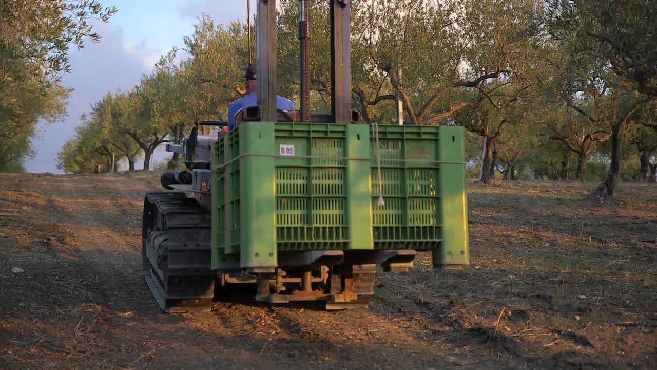 Trattore che si muove lentamente in un oliveto durante la raccolta in Italia.