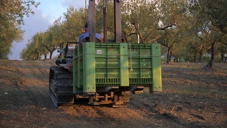 tractor moving slowly through an olive grove during harvest in italy