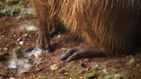 capybara claw close up on dry dirt with raw wispy white cotton on ground