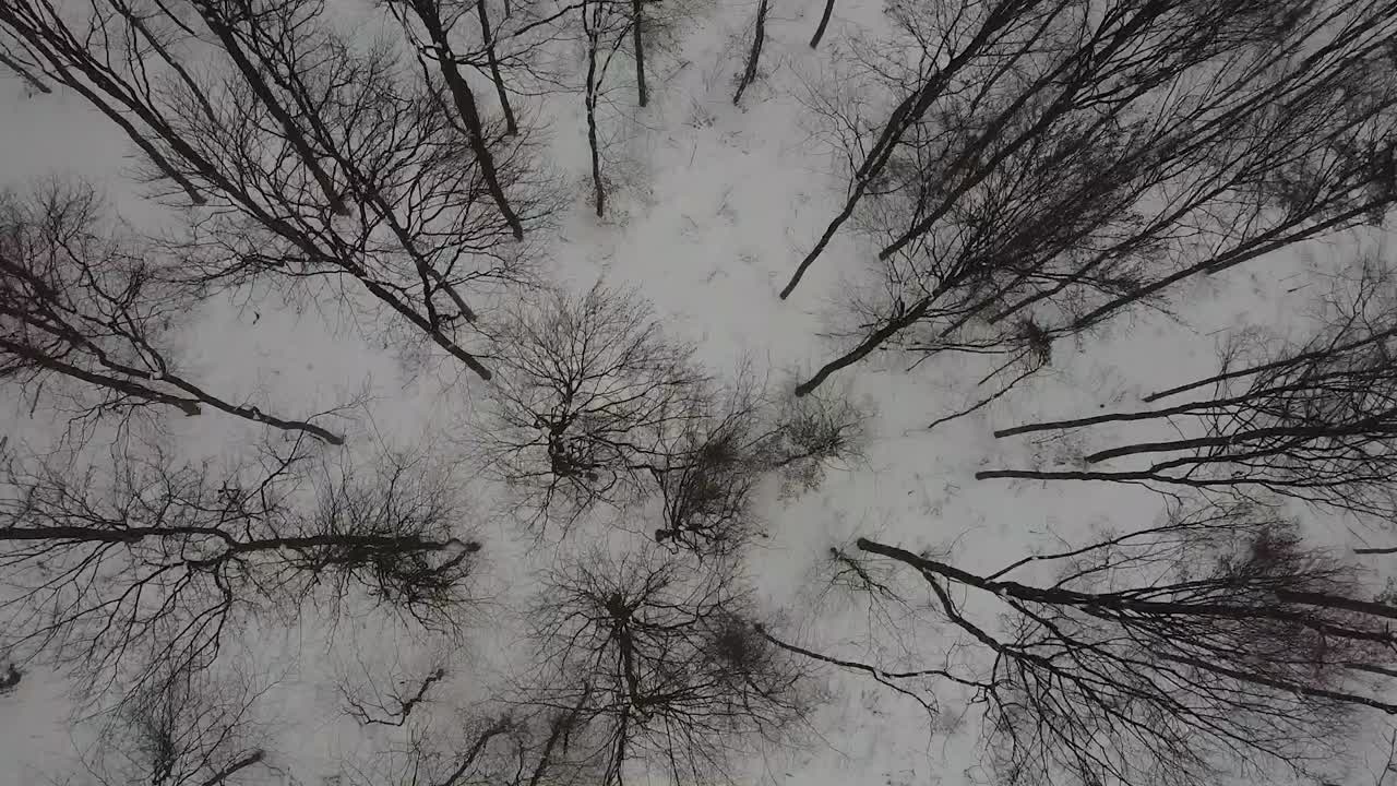 無人機飛過一些樹木,有強烈的降雪