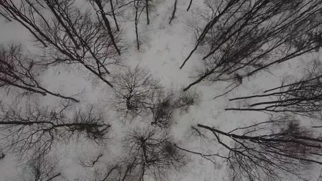 vuelo de drones sobre algunos árboles con fuertes nevadas