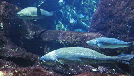 tropical fish in aquarium