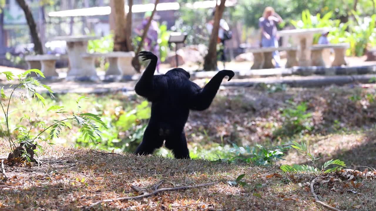 기본은 자연 환경에서 놀이롭게 춤을 춘다.